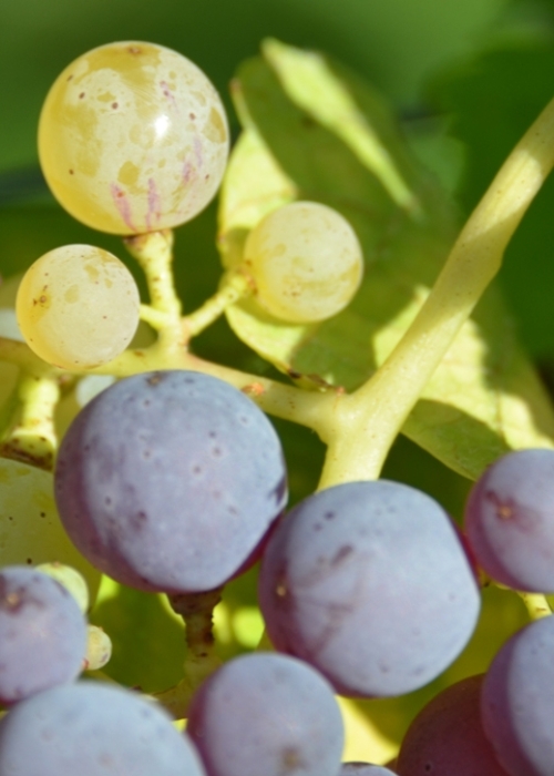Roter Riesling Mutation ANT 6332